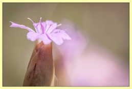 Mindfulness